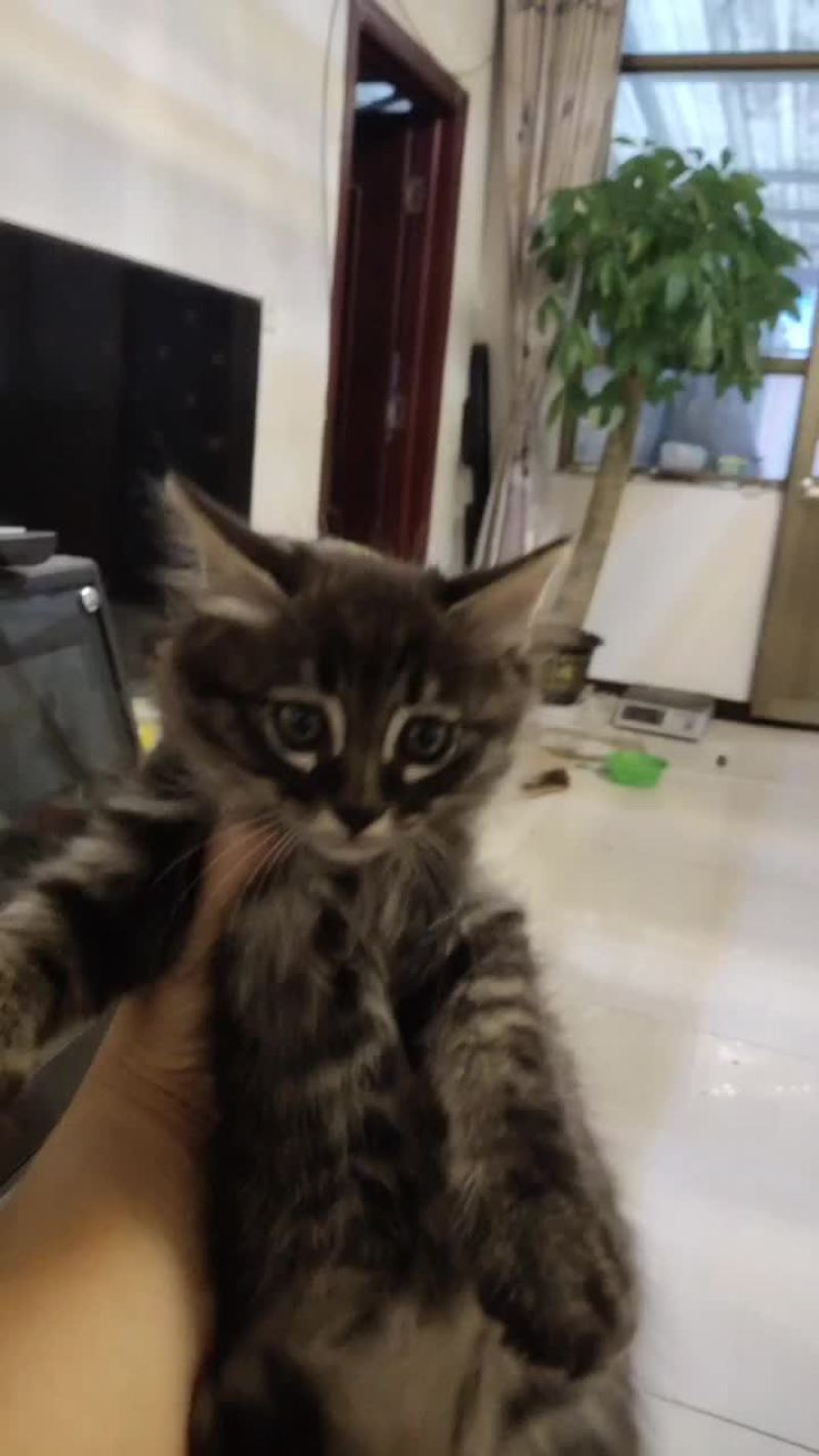 卖两只小猫，一公，一母，希望爱猫人士买回家里养