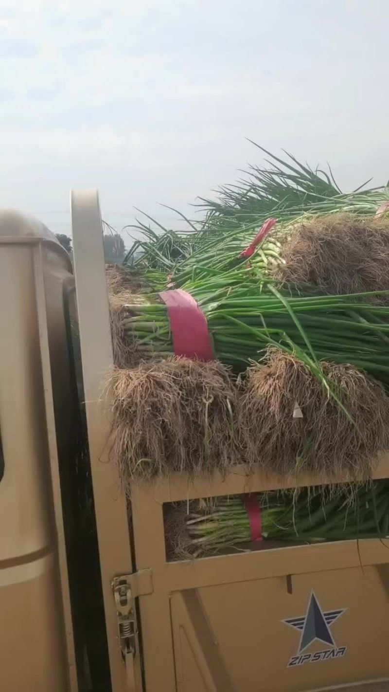 毛葱