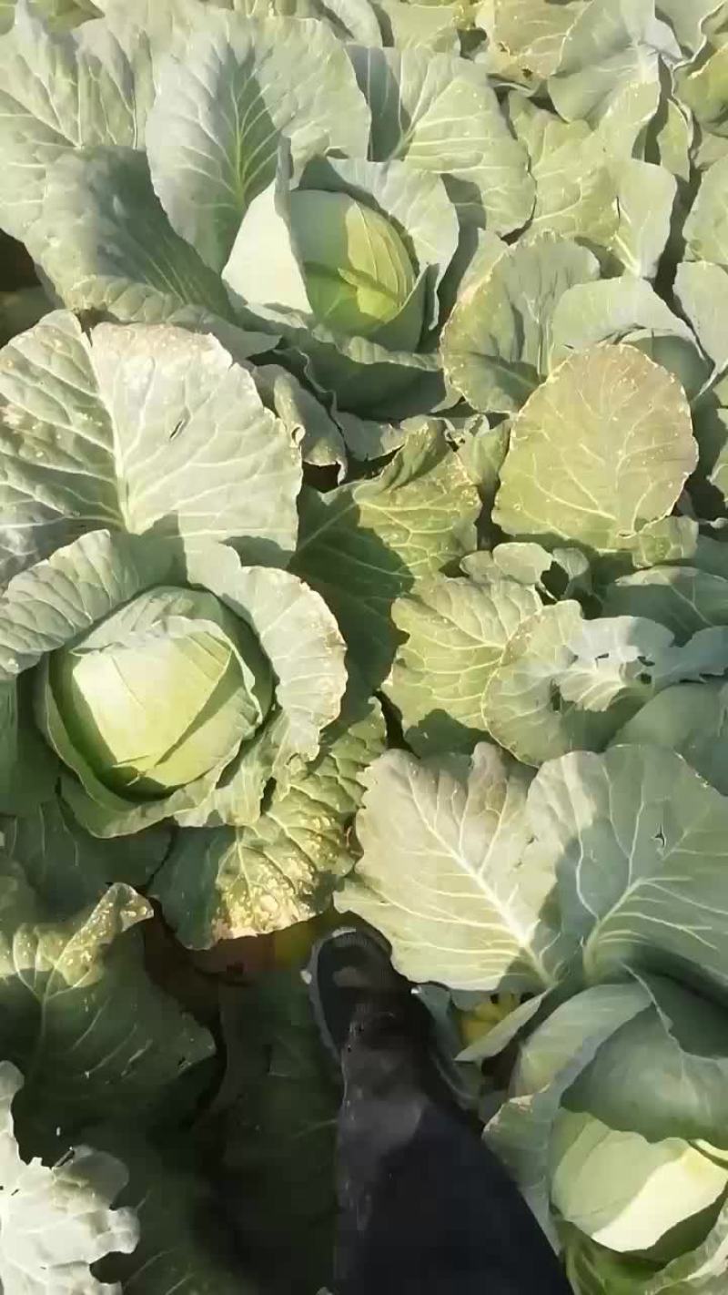 奥奇娜甘蓝
