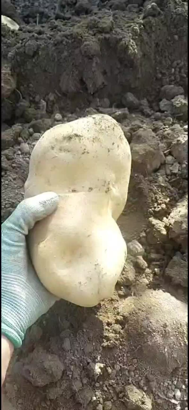 精品土豆