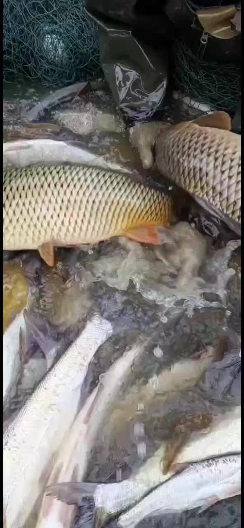 大河鲤鱼