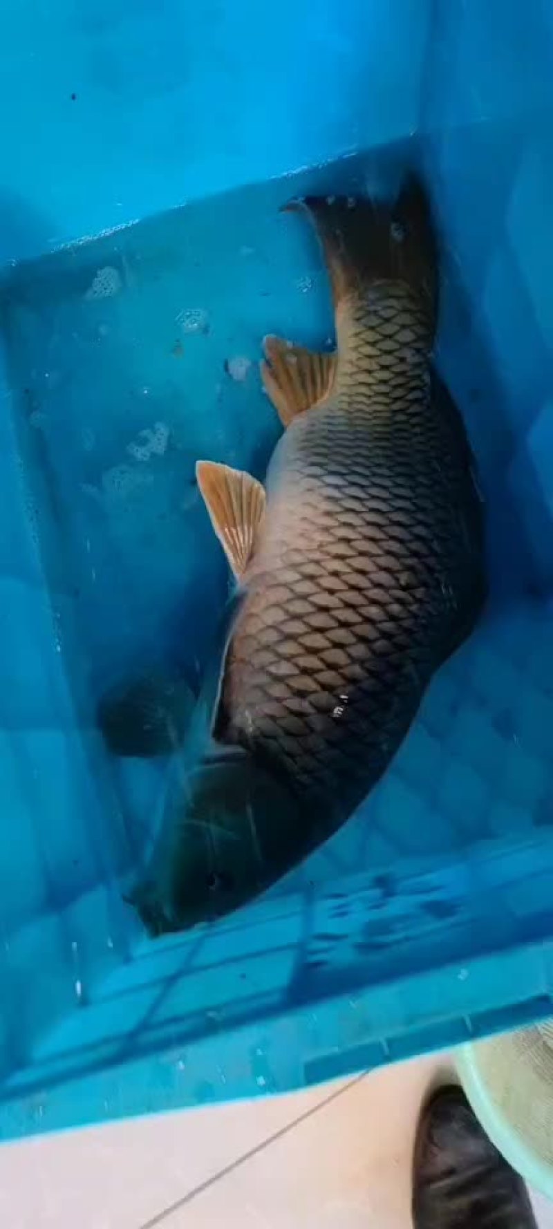 大河鲤鱼