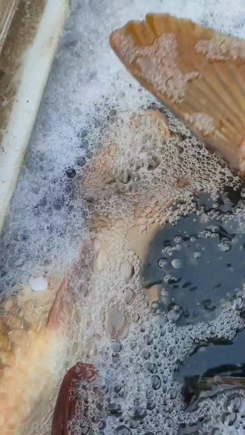 大河鲤鱼