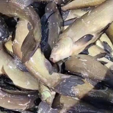 高位水池山泉水饲养高品质鱼。下钓场，水车送货