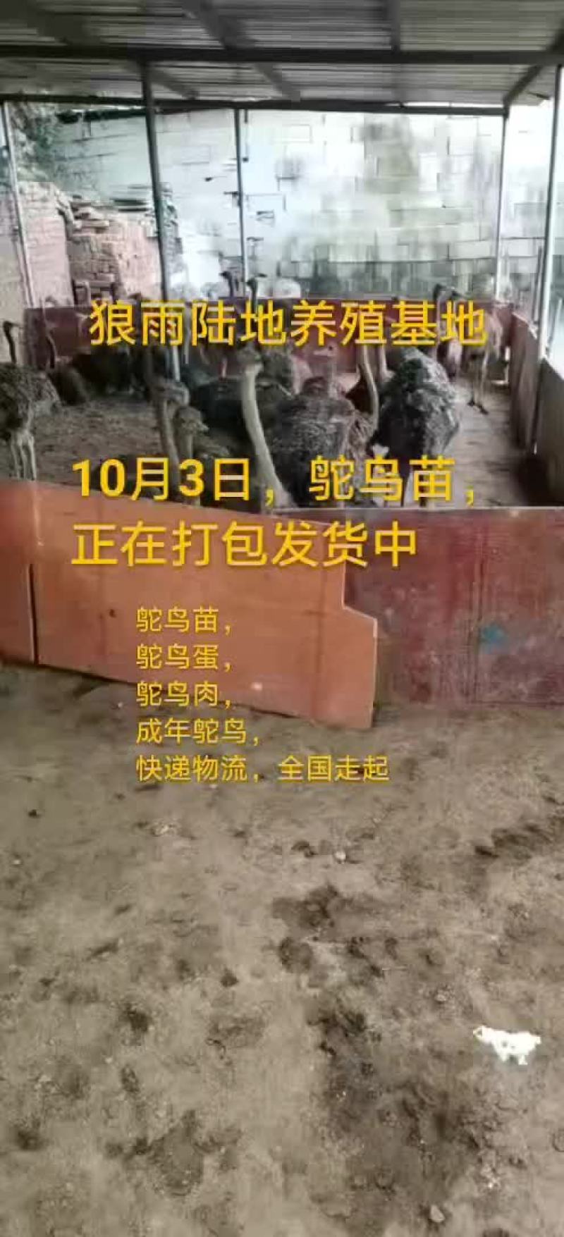 鸵鸟蛋