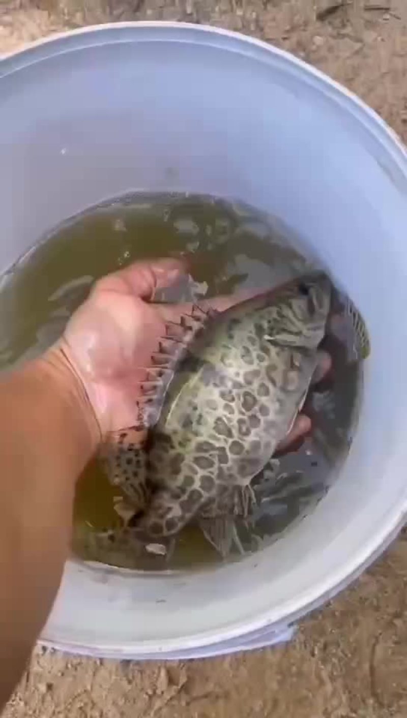 斑鳜