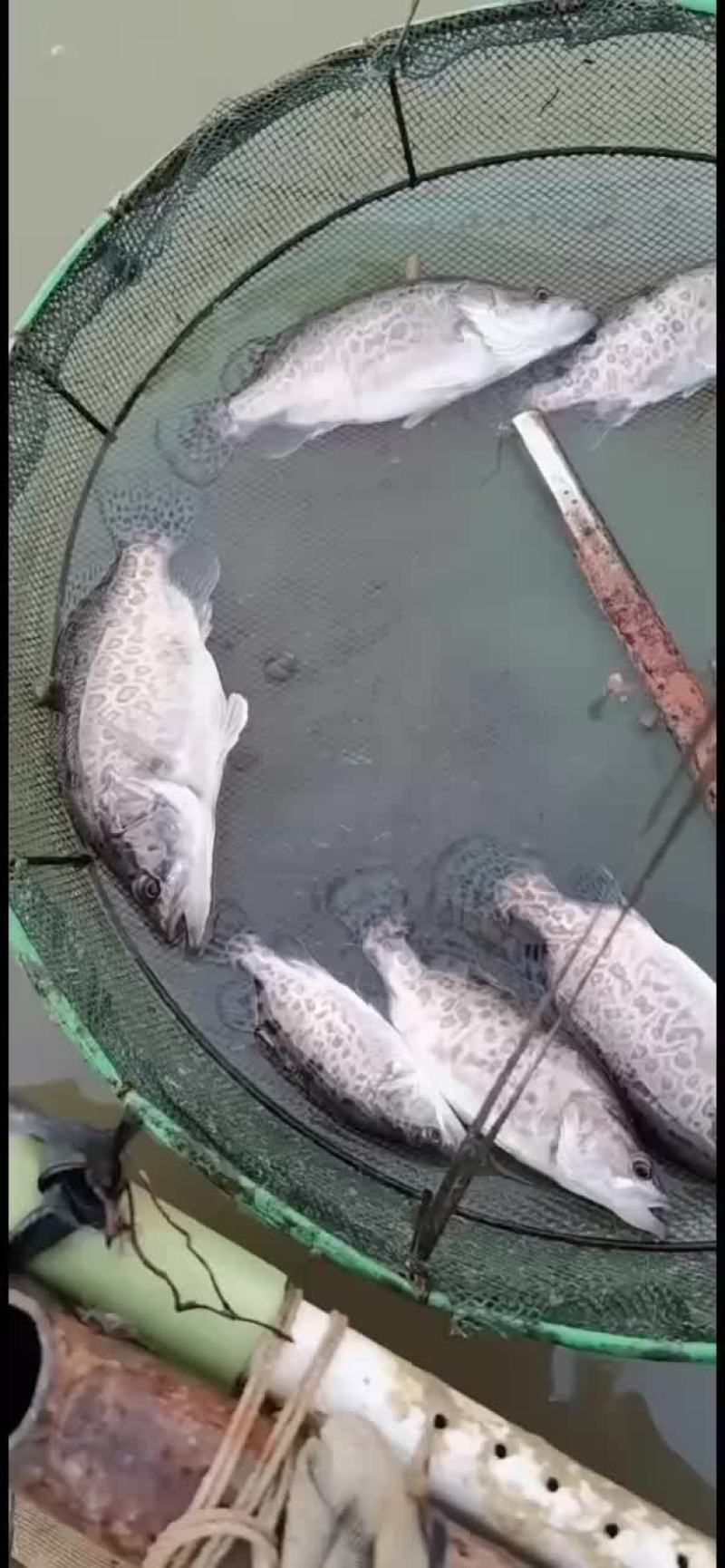 斑鳜