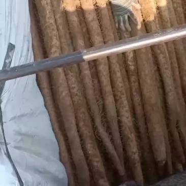 白玉山药通货佛手二货产地发货