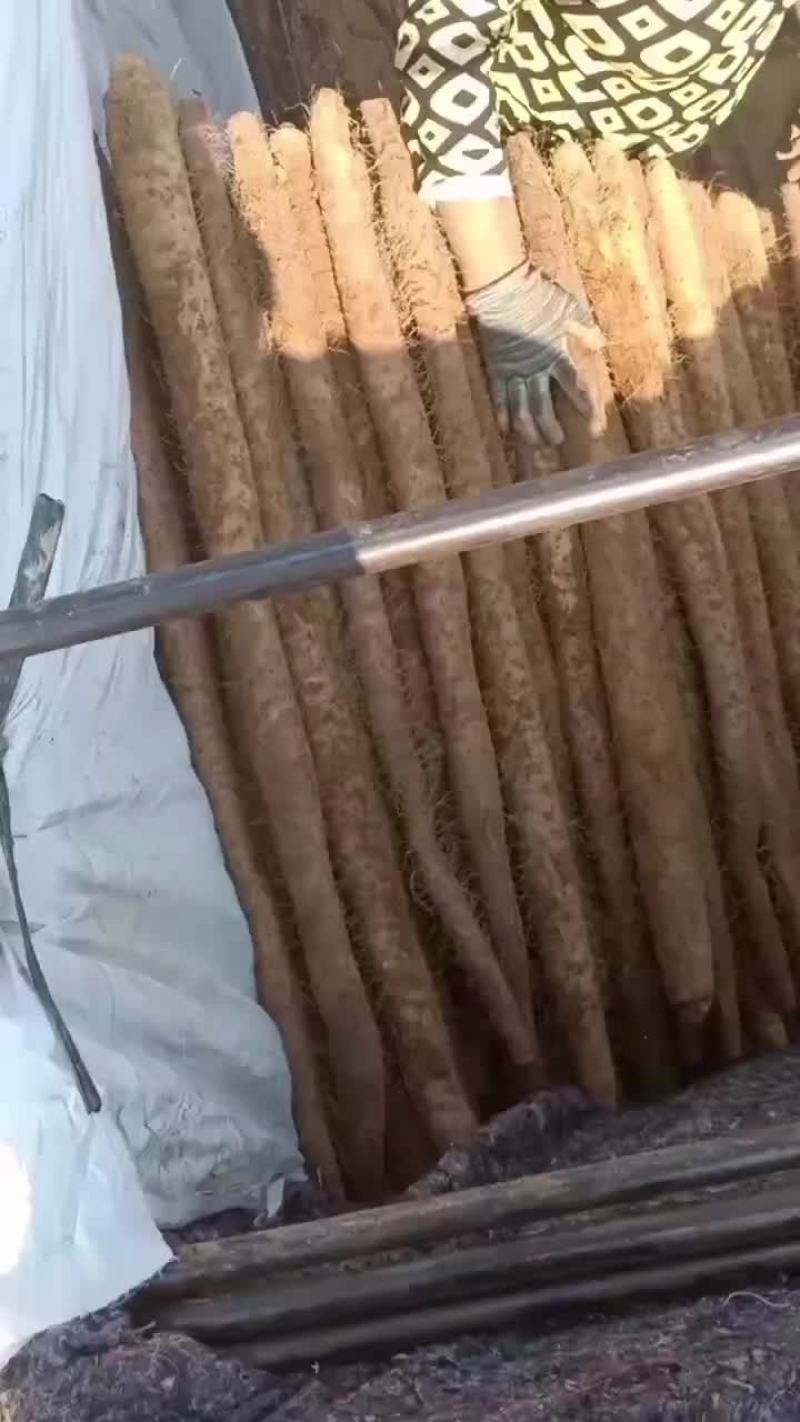 白玉山药通货佛手二货产地发货