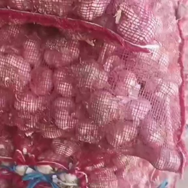 优质蒜种