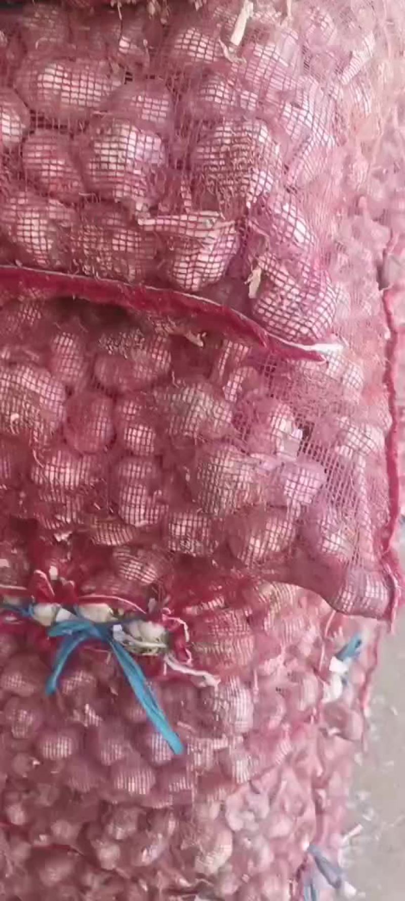 优质蒜种