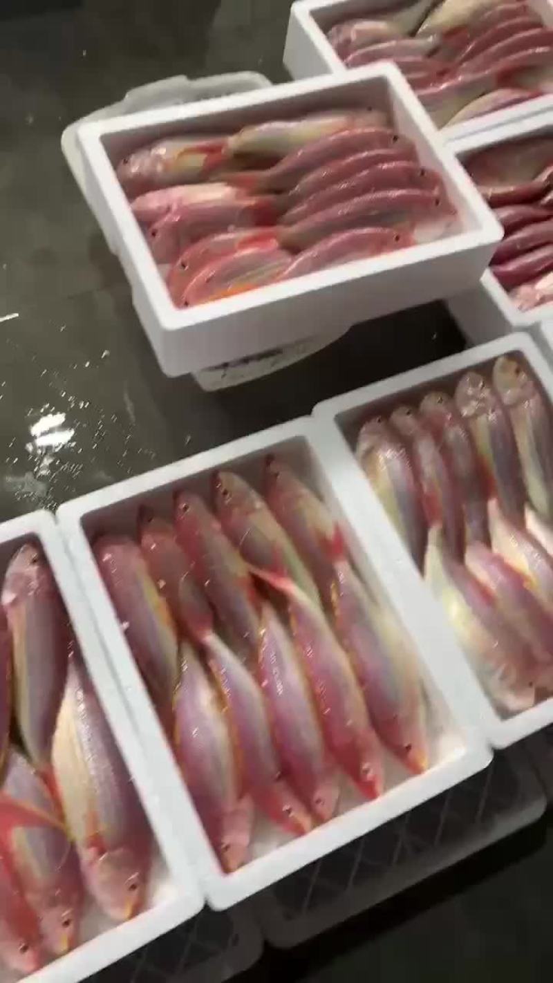 天然深海钓口大金丝鱼，大货源产地各种鱼货等