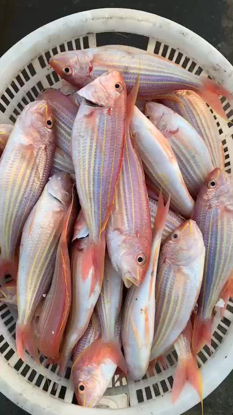 天然深海钓口大金丝鱼，大货源产地各种鱼货等