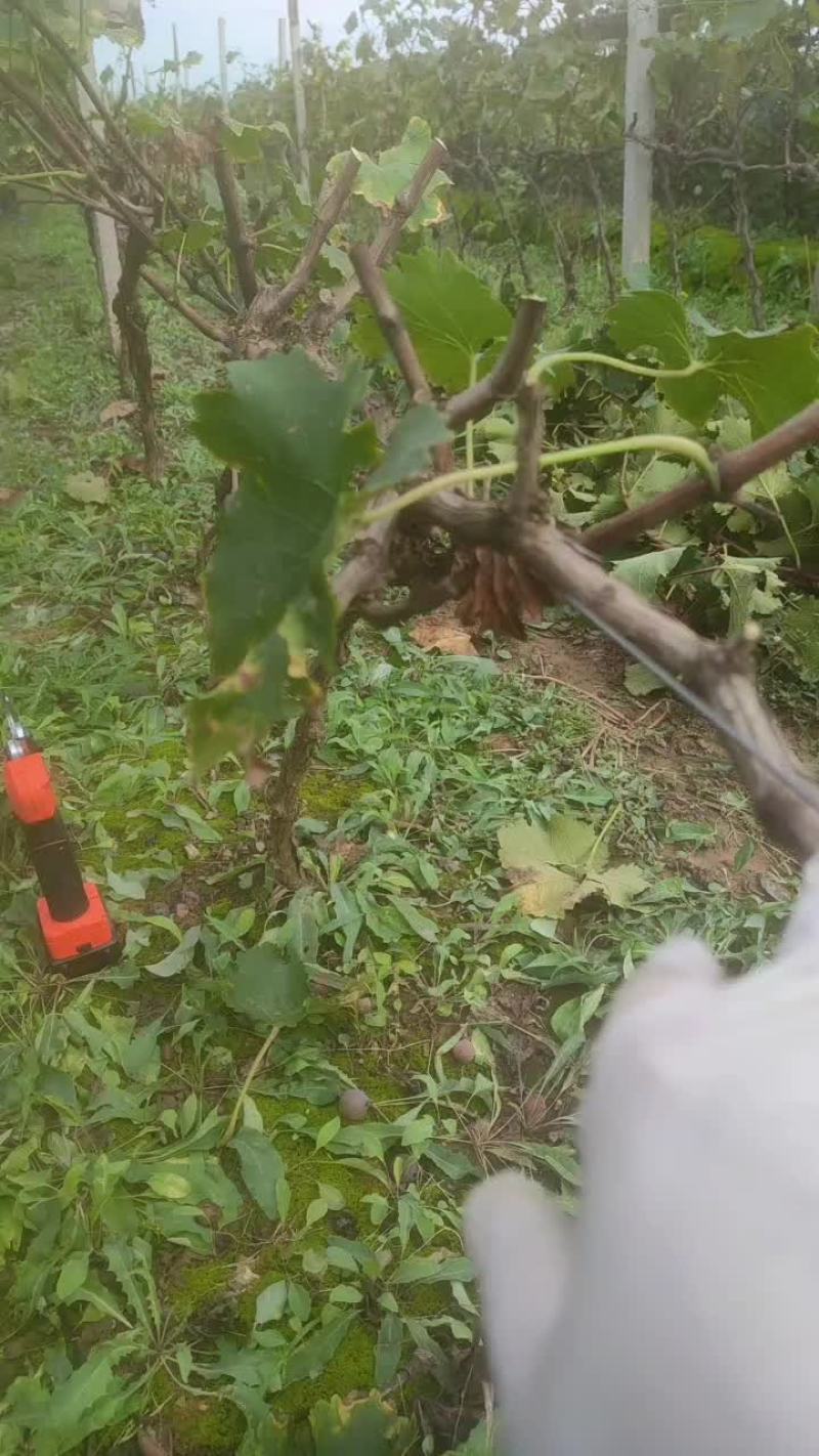 巨峰葡萄苗，三年苗