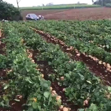 凉薯
