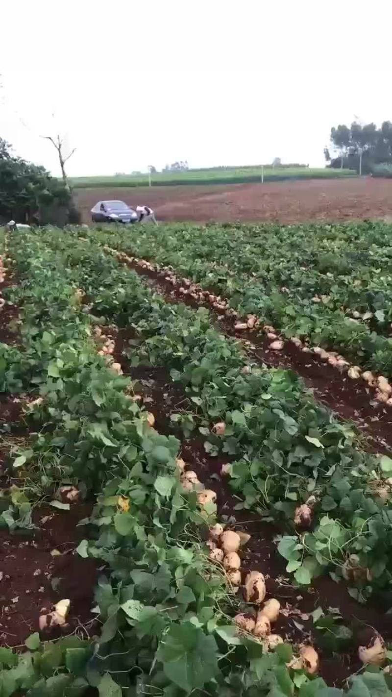 凉薯
