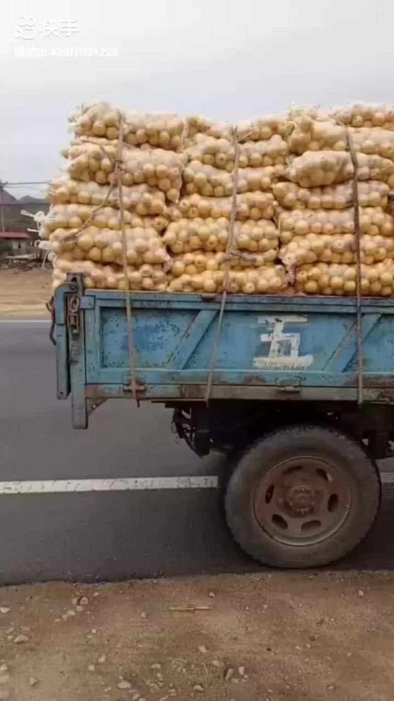 绥中打冻货的小白梨