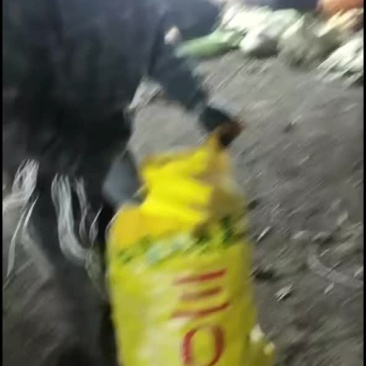 黑龙江土豆种303，中薯5，尤金，荷兰，沃土5等