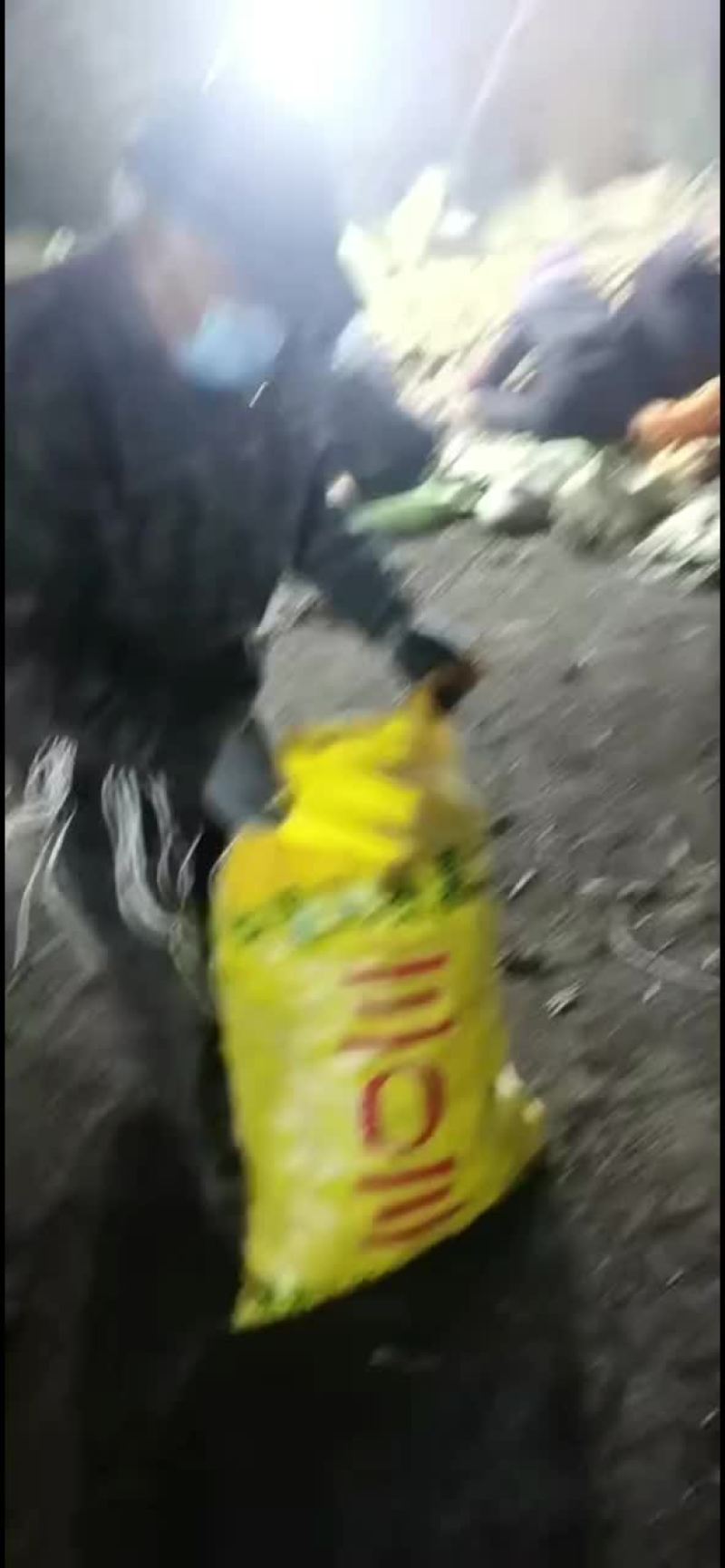 黑龙江土豆种303，中薯5，尤金，荷兰，沃土5等