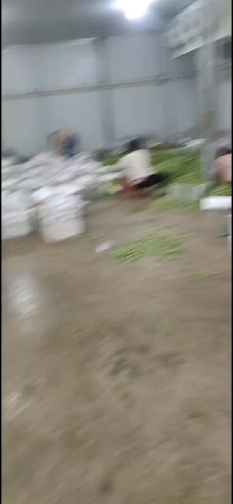 偏豆