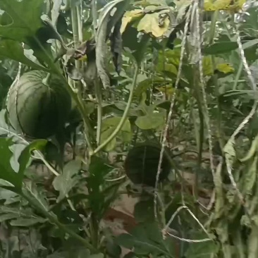小西瓜