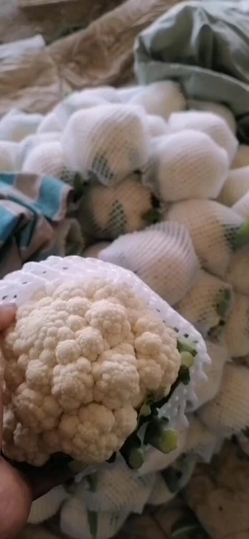 有机花