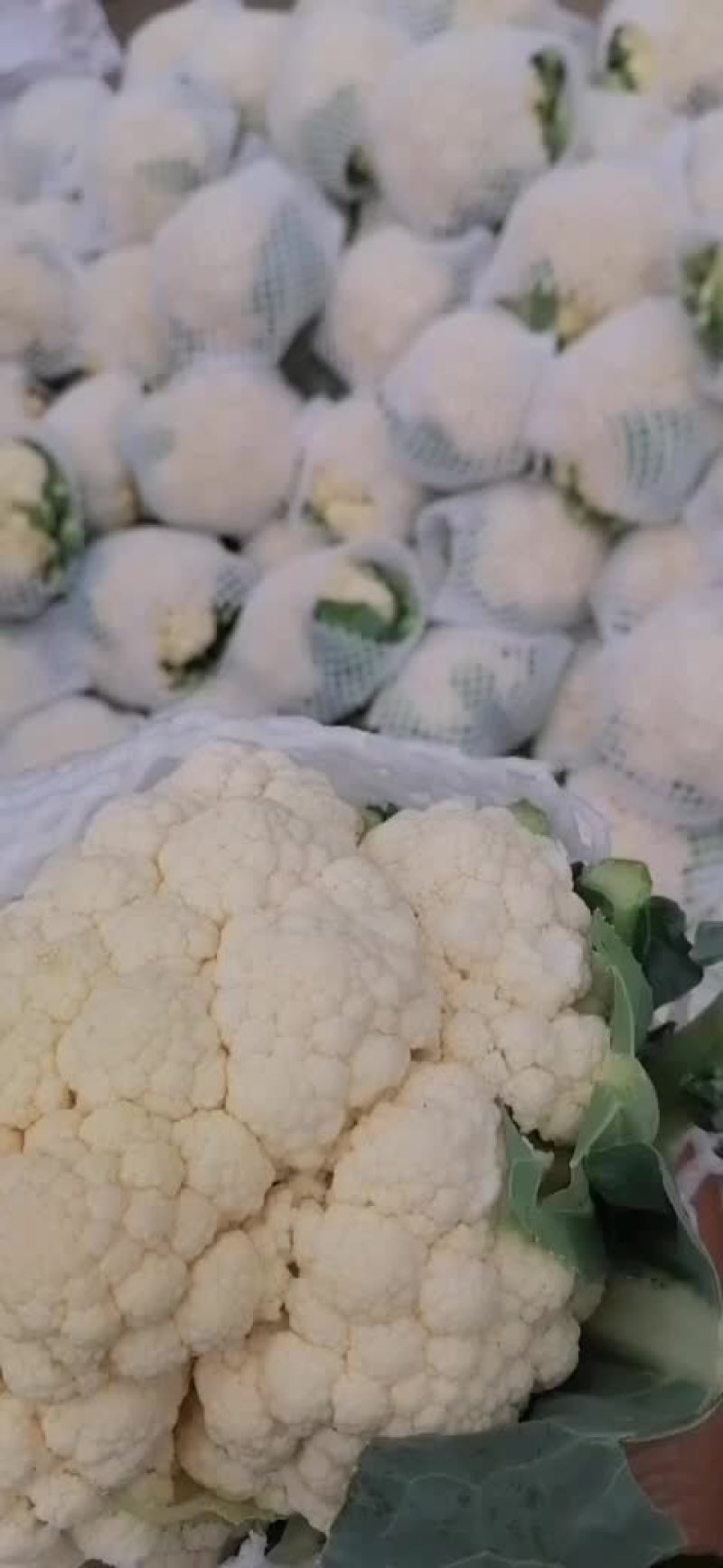 有机花