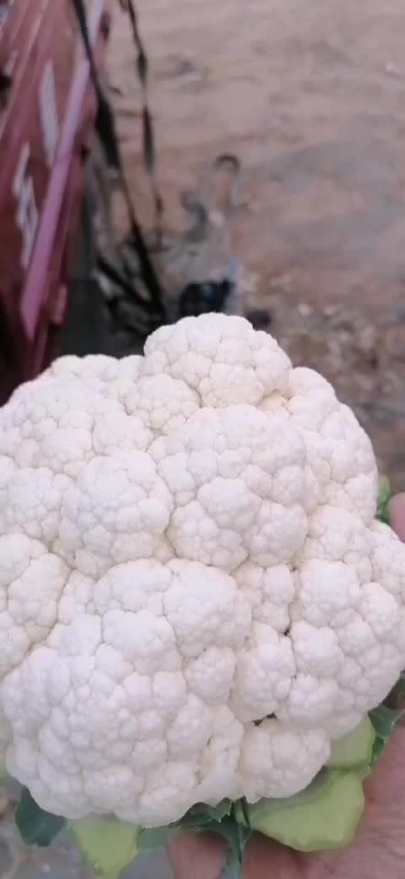 有机花