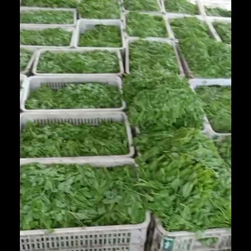 豌豆尖，红菜苔