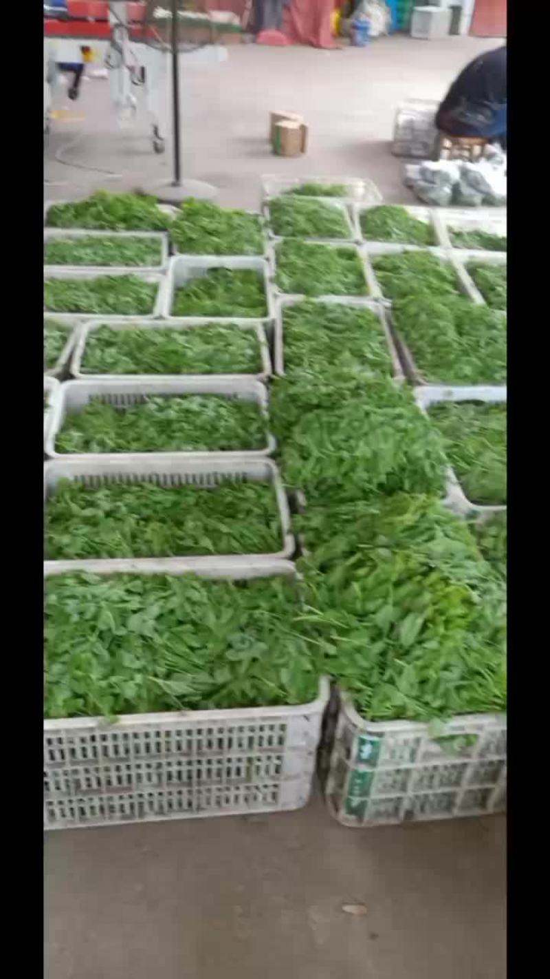 豌豆尖，红菜苔