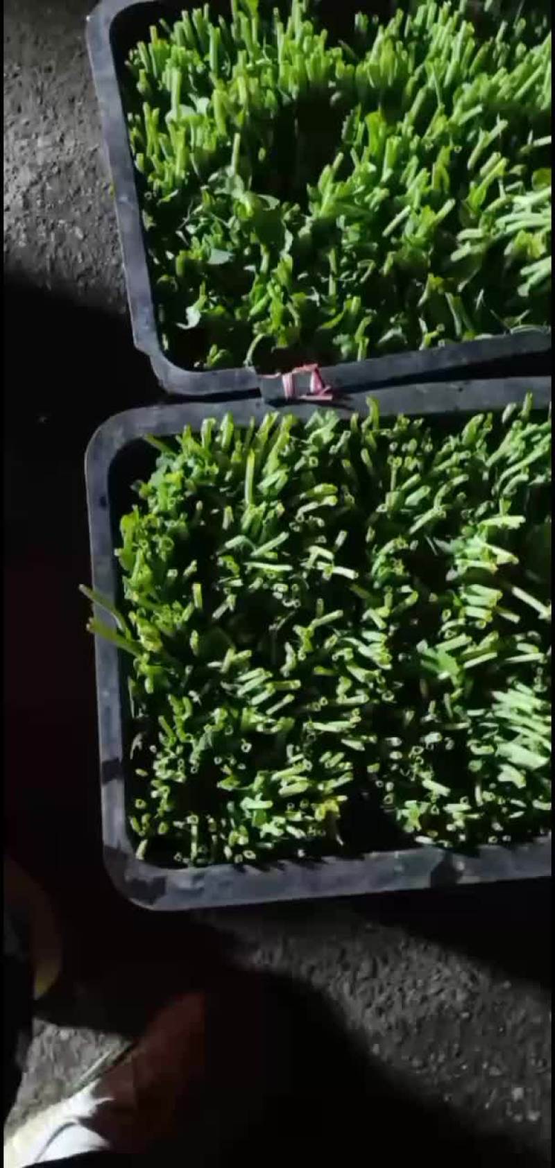 豌豆尖，红菜苔