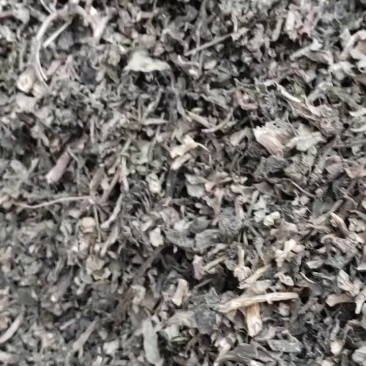 马齿笕哫，有大货，可常年供应，