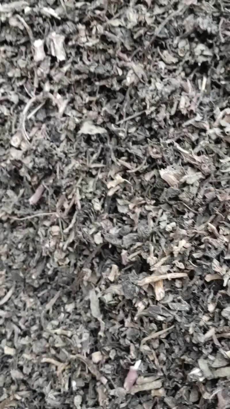 马齿笕哫，有大货，可常年供应，