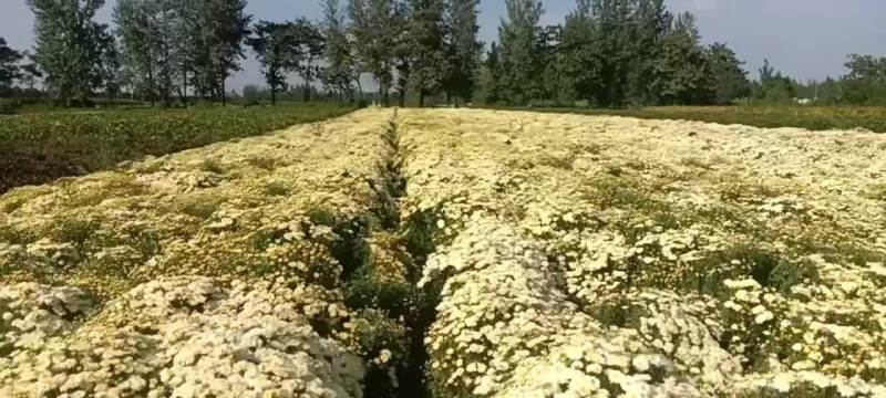 北京菊干货