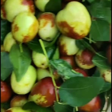 精选梨枣