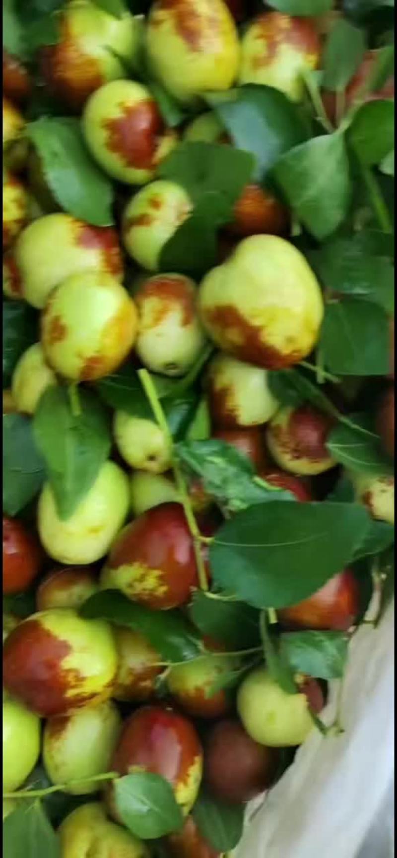 精选梨枣