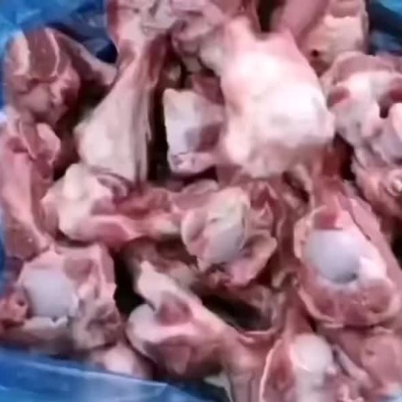 多肉前腿骨