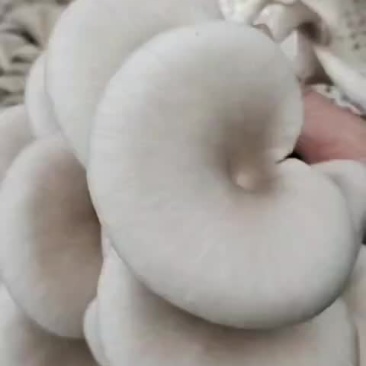 平菇