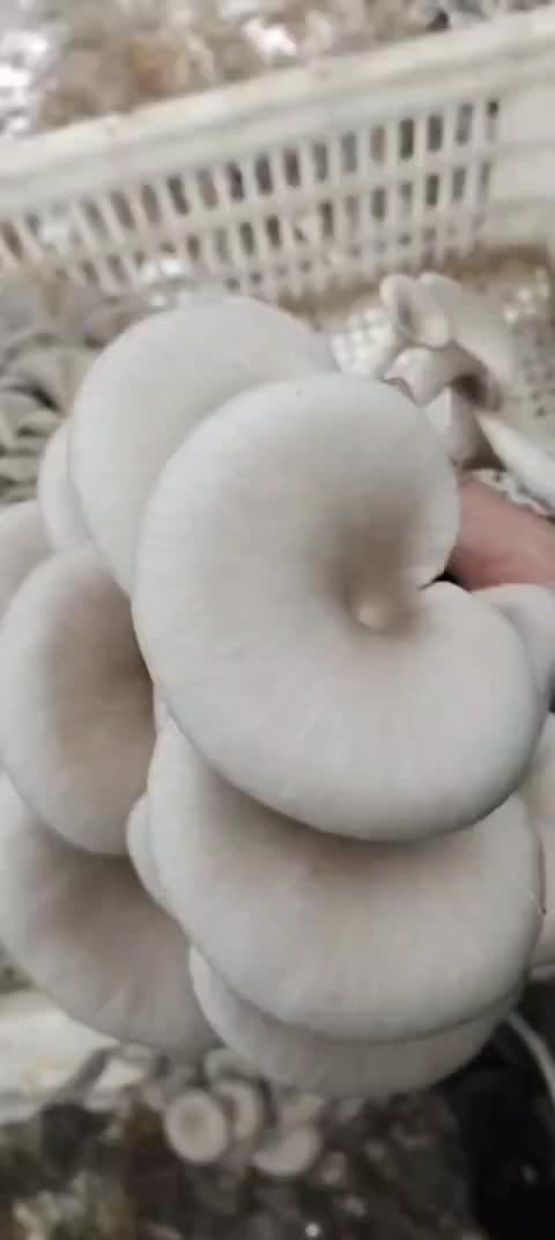 平菇