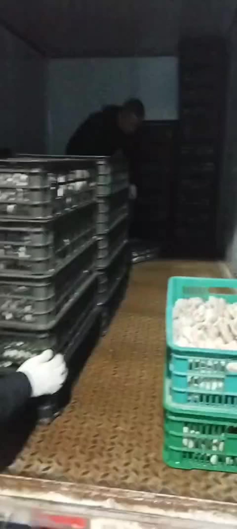 平菇