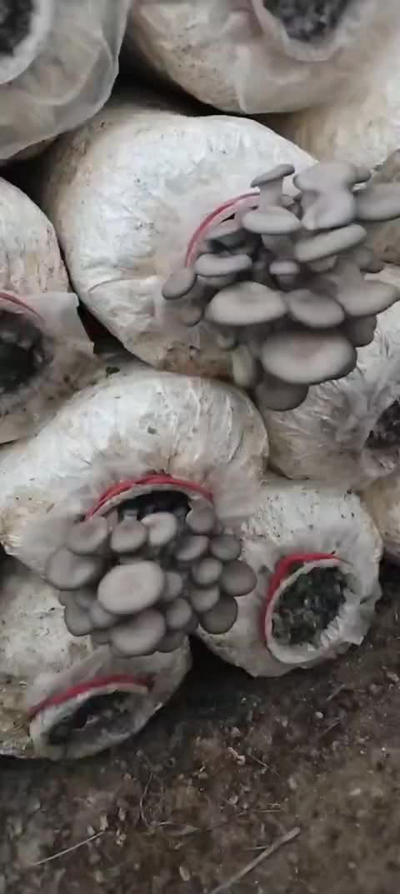 平菇