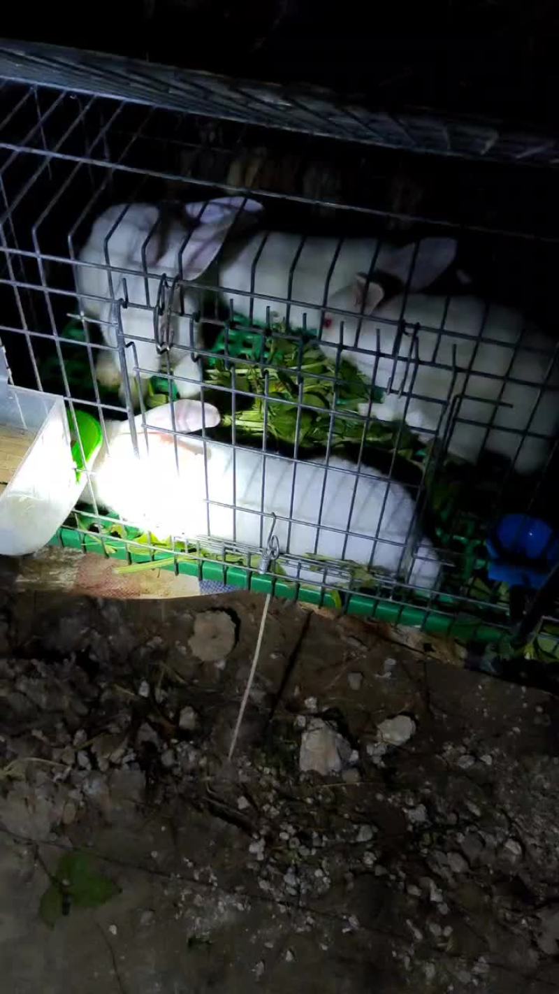 商品兔肉兔