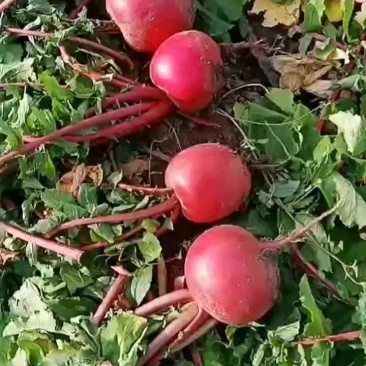 红罗卜