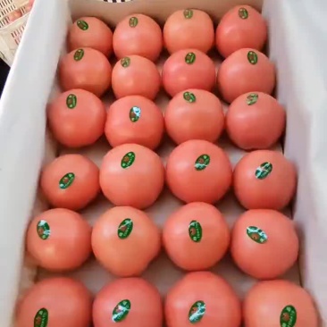 硬粉西红柿