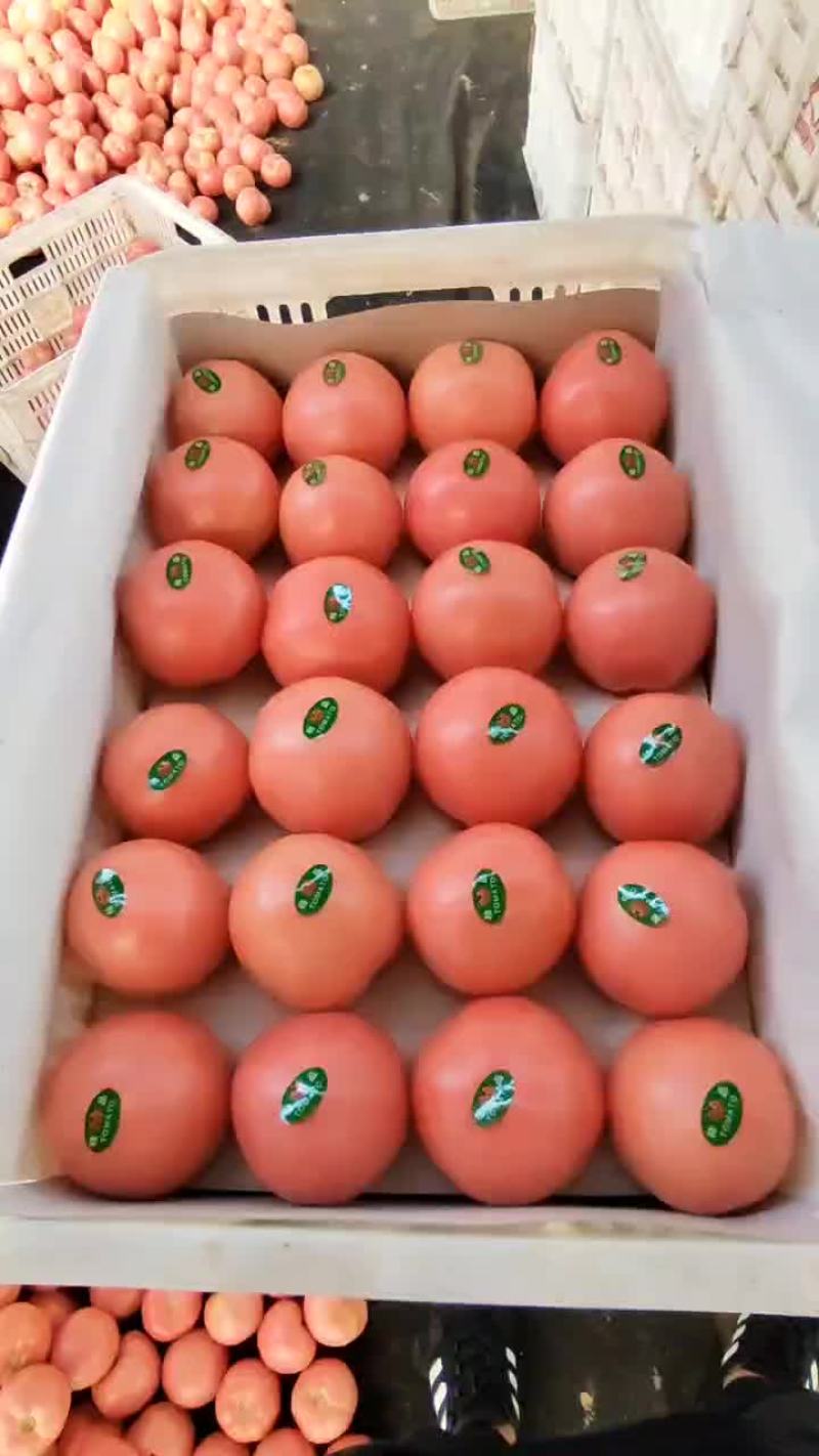 硬粉西红柿