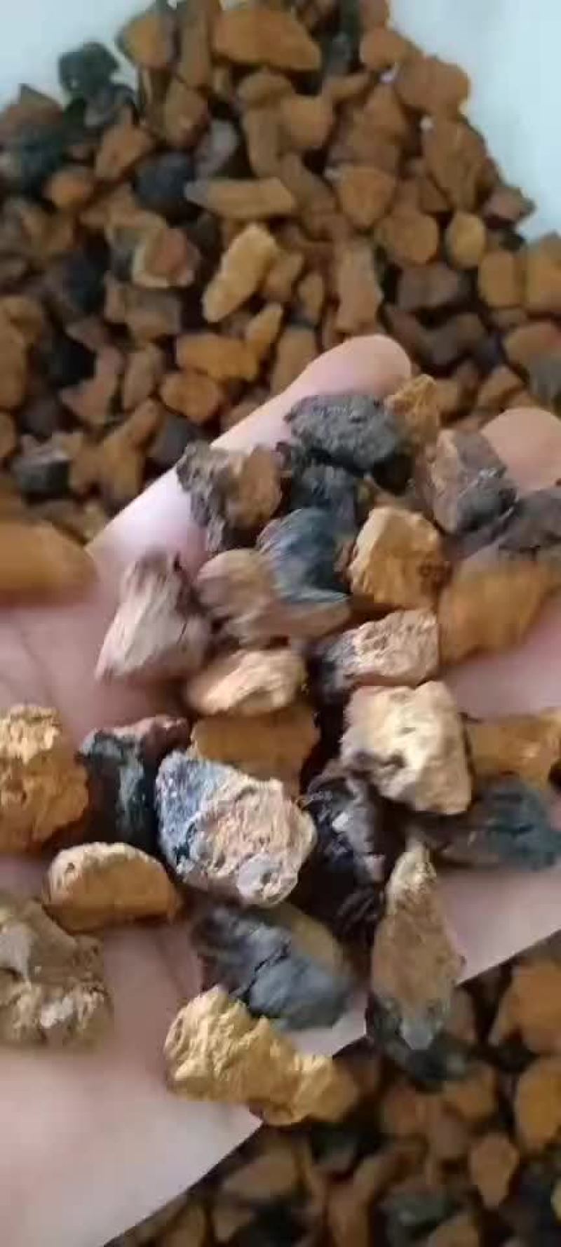 精选桦树茸颗粒，质量上乘，纯俄货