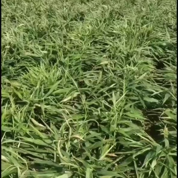 山东安丘精品大姜2022年