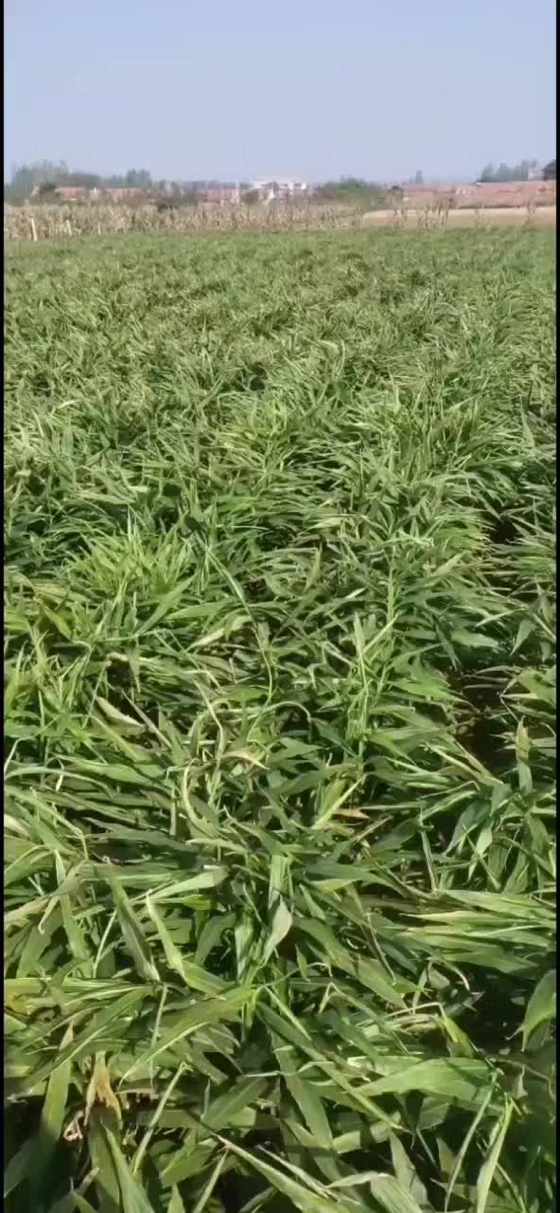 山东安丘精品大姜2022年