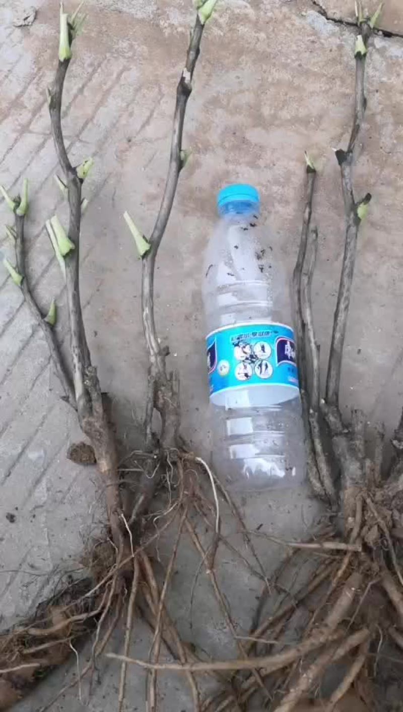 收购观赏牡丹
