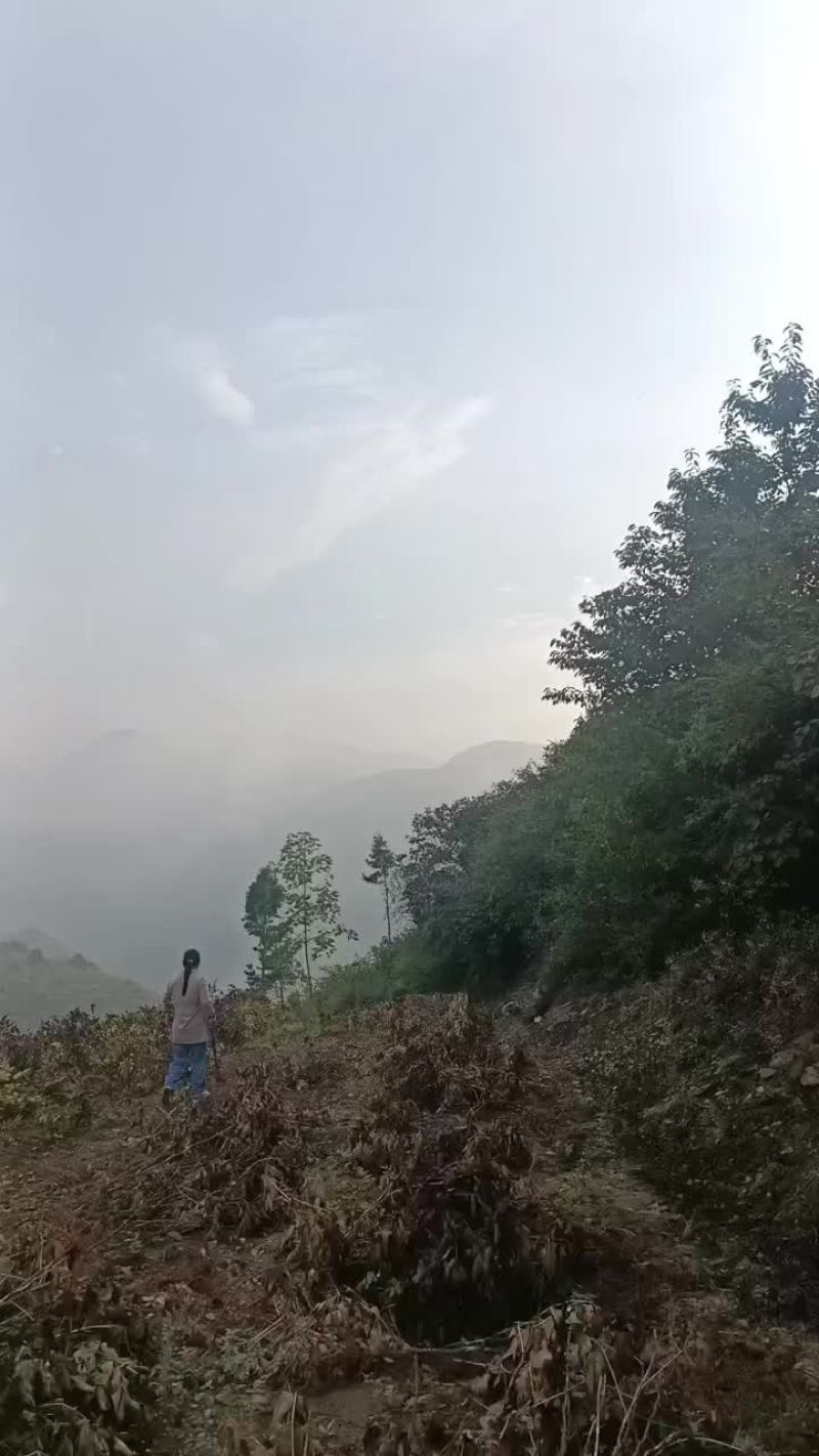 收购观赏牡丹